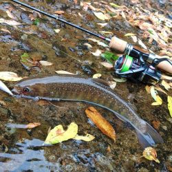 渇水→濁流 ～九頭竜川水系～